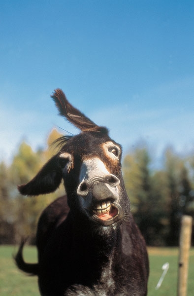 了驴,这从昨夜在"草原驴肉涮"想到的驴是古老的家畜,李时珍说:驴脸长