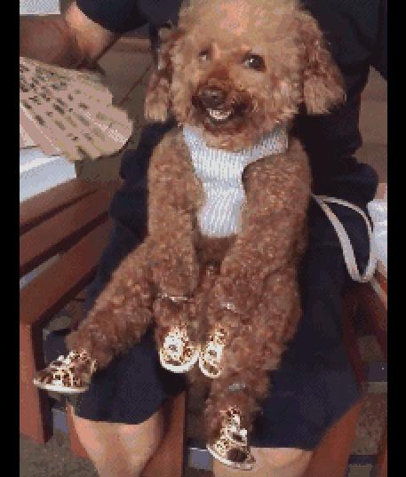 狗狗坐在老爷爷大腿上,有人拍它还会露出笑容,要成精了吗?