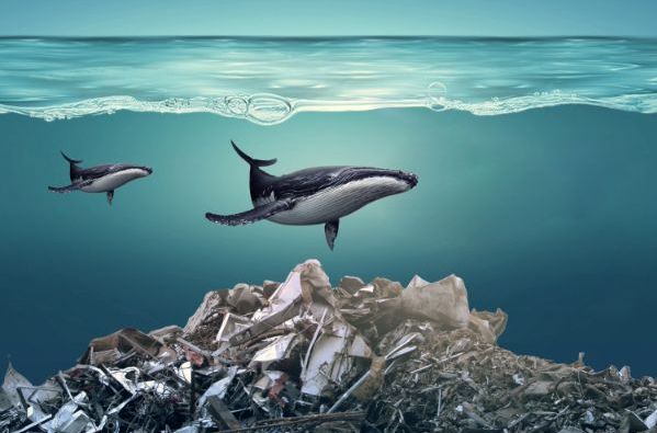 塑料颗粒成为海洋污染关键原因之一,人类所做的,终将还给自己