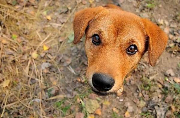 想养一只土狗，这6个方面得注意好！让狗狗陪你度过更长的时光！|狗狗|土狗|幼犬_新浪新闻