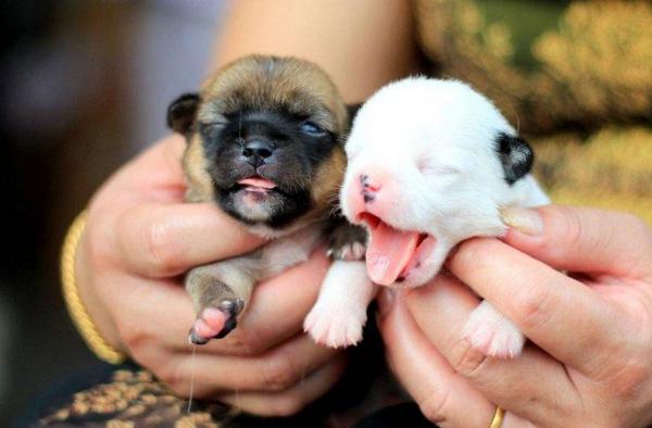 刚出生的狗狗先别碰,让它们待在母犬身旁就好!注意这几点就行!