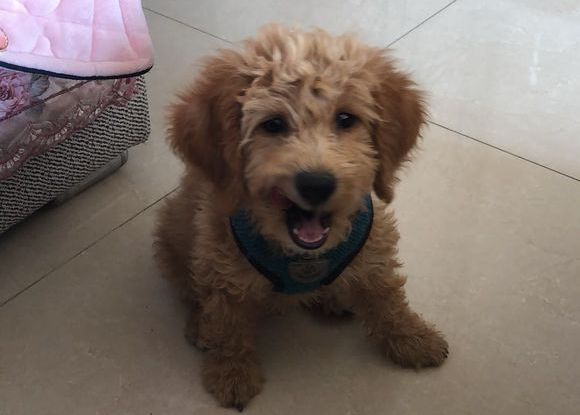 网友领养了一只泰迪,但总觉得它是金毛串出来的!