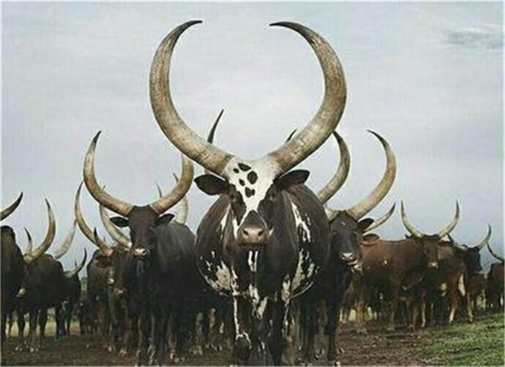 非洲"最凶猛"的牛,是真实的"牛魔王",连老虎和狮子都不敢惹