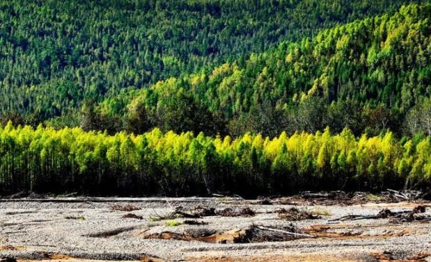 纸浆和阔叶浆一样吗为什么