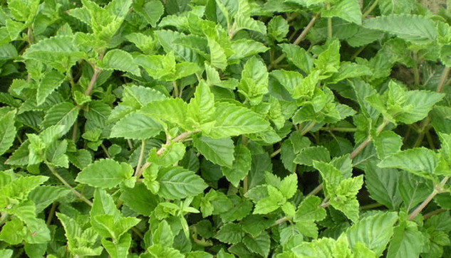 它能消暑,更能去血压,而在农村却被除掉,见到请珍惜!