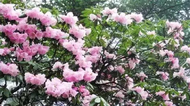 古代文豪苏东坡曾经写过一首诗"瓦屋寒堆春后雪,峨眉翠扫雨余天"诗中