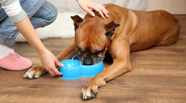 狗狗出现护食行为人和狗都必须纠正否则被咬是迟早的事