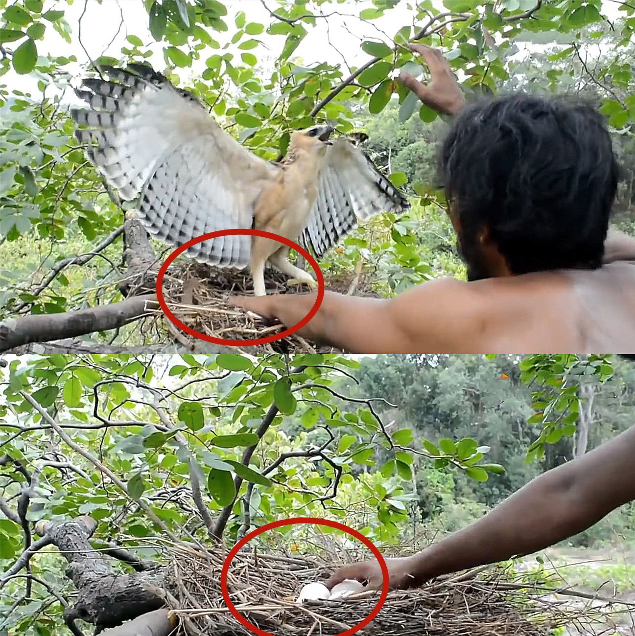 "野人"偷老鹰的蛋,激怒了老鹰后,令人意想不到的事情发生了!