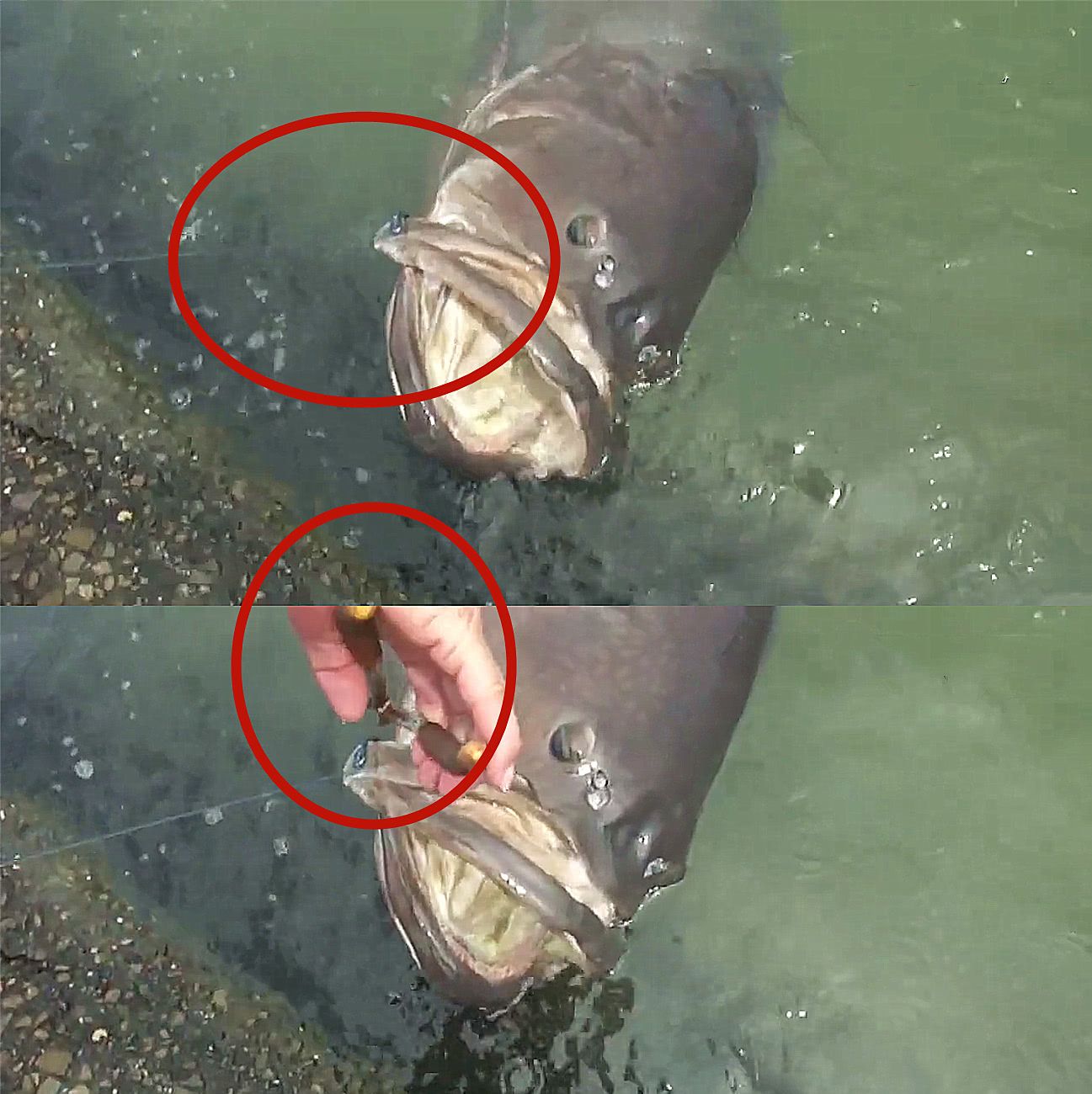 农村小伙钓鱼疯狂拉杆,上钩的"大鱼"令人意外,网友:成精了?