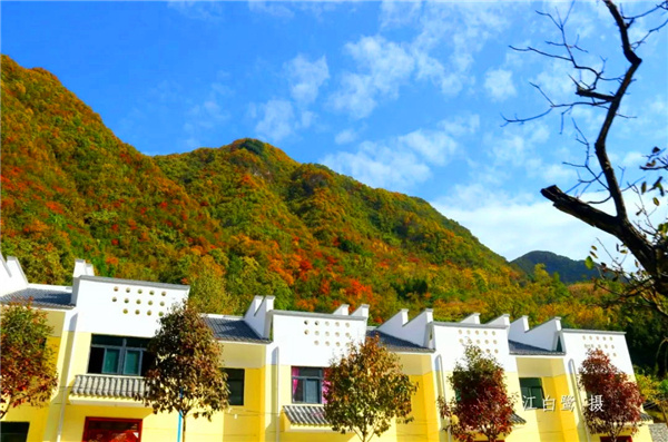 「秋韵红叶·醉美茨沟」茨沟枫叶正红时!