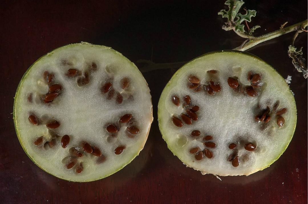 寻找奇异植物外形与西瓜极其相似生长在沙漠地区但是却有毒