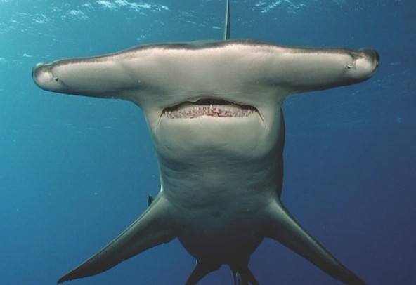 科学家在深海发现幽灵鲨,存在岁月长于恐龙,永久活在黑暗世界