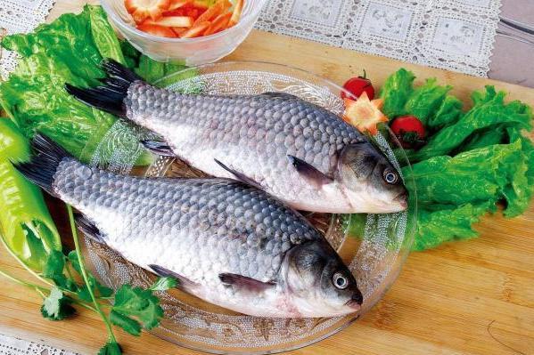 钓鲫鱼用什么鱼饵最好_鲫鱼吃什么食物