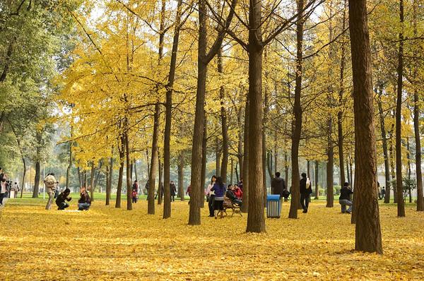 全国6个最美的赏银杏的地方,河南这个小镇占有一席之地,真美呀