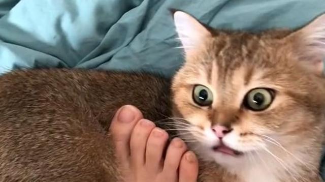 看喵喵惊恐的小眼神!瞬间怀疑猫生了