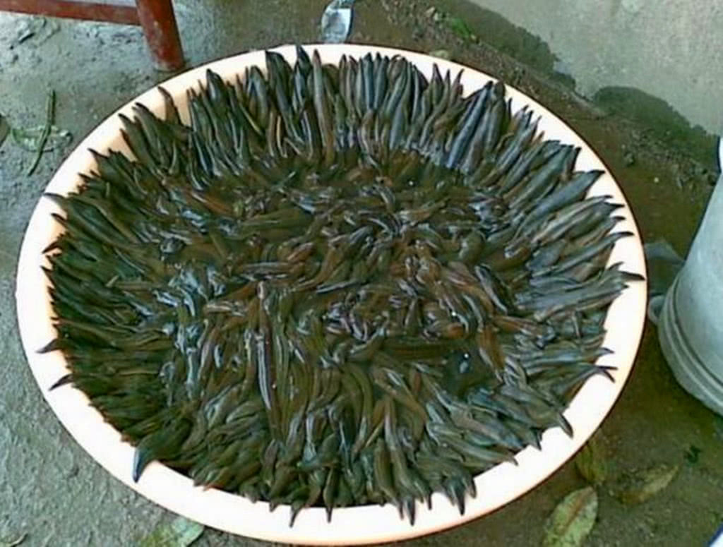 三,水蛭传说中能成精的灵物,跟蛇一样不能随意招惹,偏偏这些家伙最爱