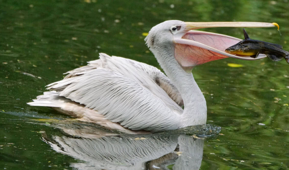 大嘴鹈鹕人们喂啥它吃啥,有人就举起了板砖想要试试这个能接住不