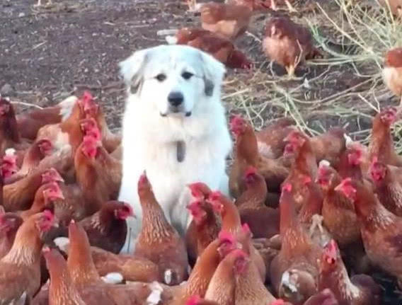 狗子被一群母鸡"围攻",一副郁闷无辜的小表情,让主人哭笑不得