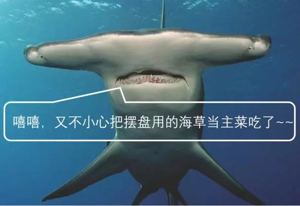 吃草居然还变胖了|鲨鱼|双髻鲨|海草_新浪新闻