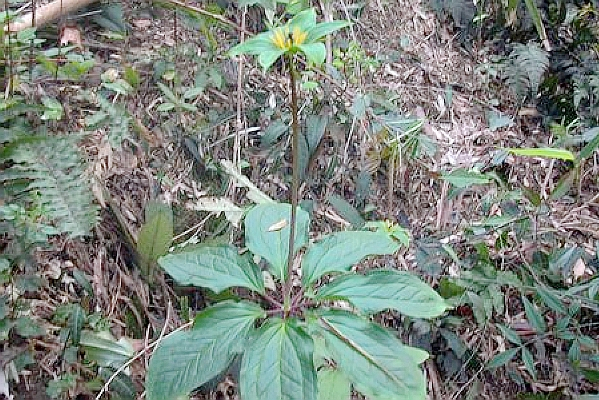 农村的天然抗癌王比车前草强百倍可惜野生的不多了