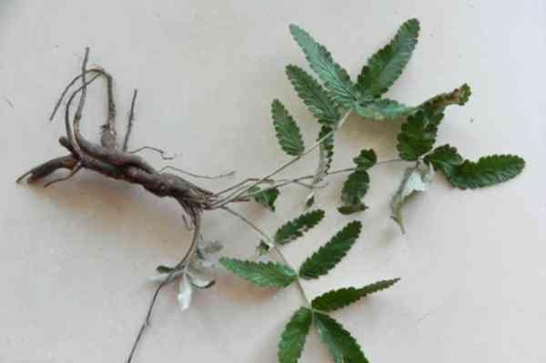 翻白草是一种多年生草本参,根系肥大,圆锥状,有块根结构,就