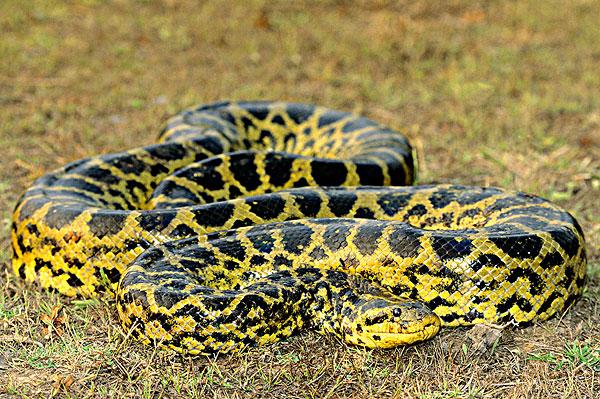 水蚺,是类似水蟒的蛇类,是现存蛇类中体型最大的蛇类长达10米!