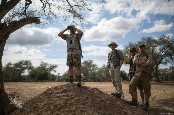 "你们几个中国人是不是来盗猎?"!|志愿者|盗猎|大象_新浪网