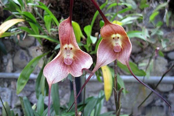 世界十大稀有花卉,惊艳神秘濒临灭绝,认识3种的都是牛人