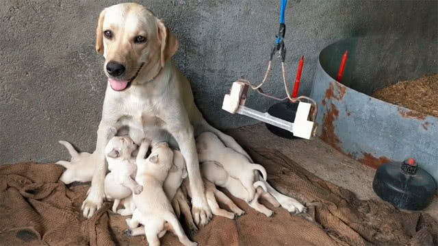 狗狗给自己的11只娃喂奶,一脸疲惫却还笑:都我生的,厉害吧