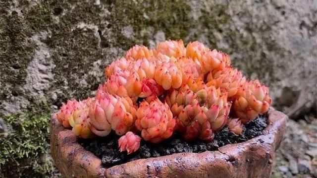 勤快人养多肉,一养一个死,全是因为多了这些小动作!