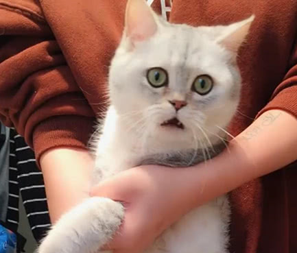 主人给小猫咪洗澡,猫咪一脸不开心,猫咪的表情笑翻了