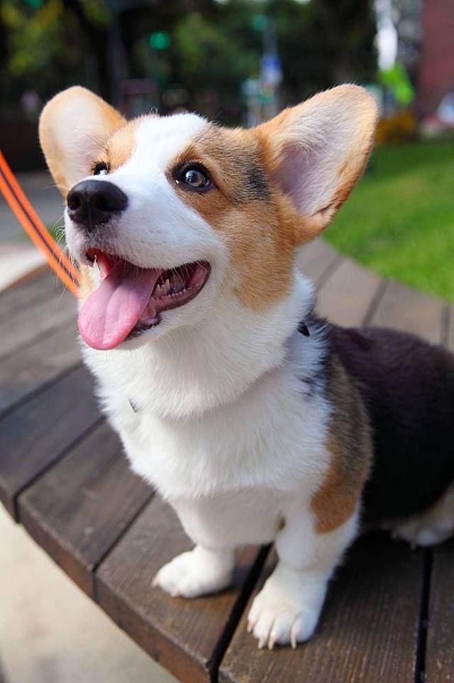 为什么这么多人喜欢柯基犬,这可能是最直白的答案了!