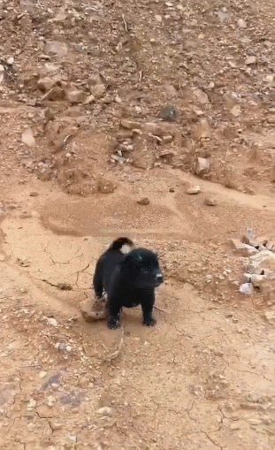 工地里发现只小黑狗凶得不让人靠近奶凶得让人后退