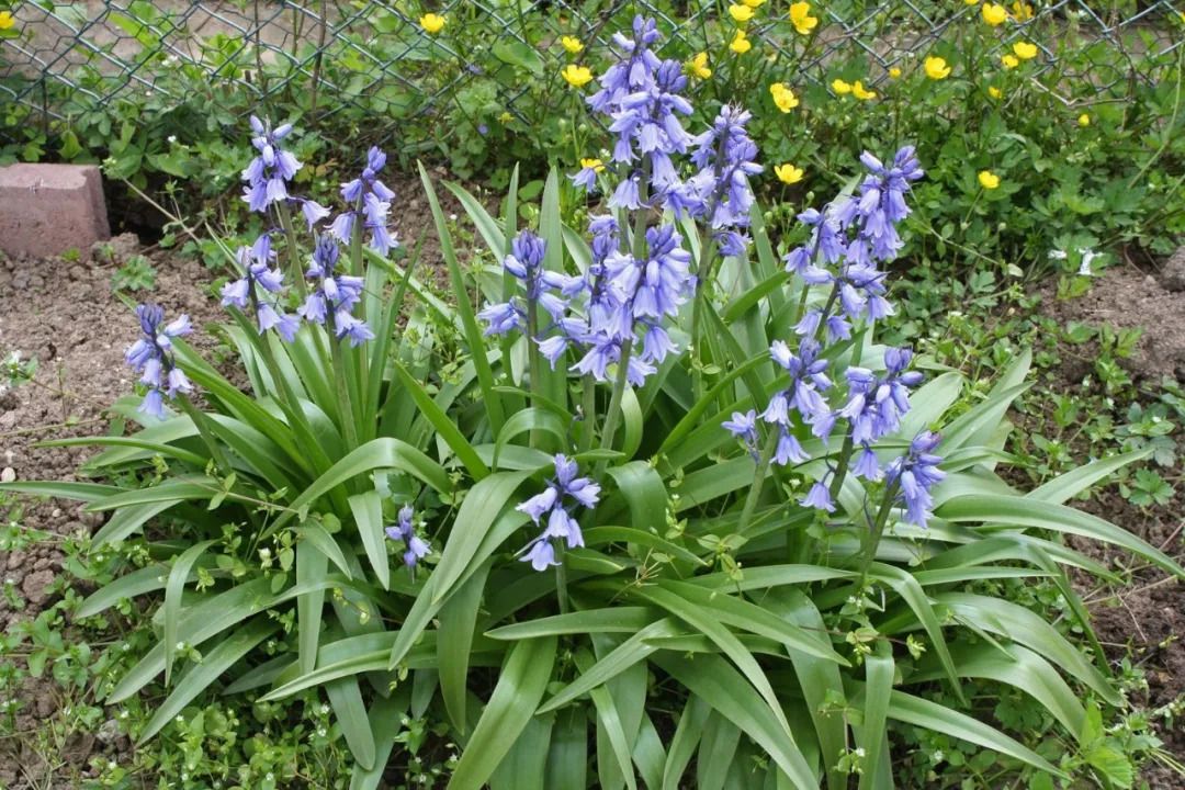 6种可以养在家里阴凉处的植物给一点点散射光就能开花