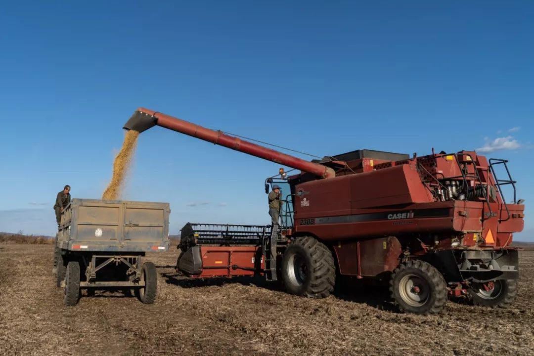 "如果中国人没有来,这个村可能就消失了"|萨沙|比罗比詹|农场_新浪