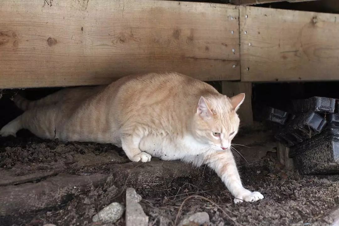 之前以胖出名的这只网红大橘猫,终于减肥成功啦