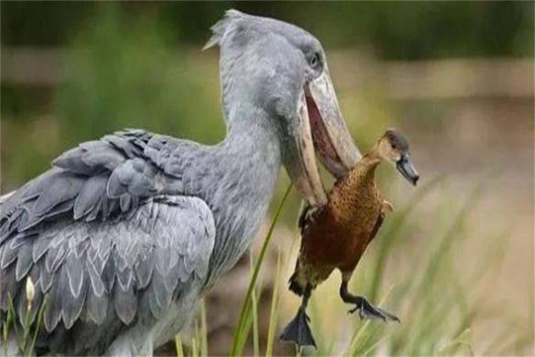 世界上头最大的鸟, 身高1米5, 大嘴能吃鳄鱼, 网友: 这鸟厉害!