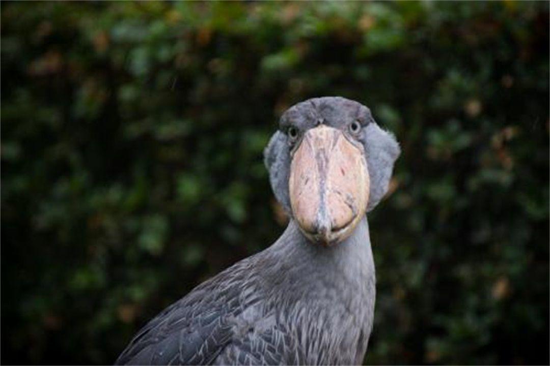 世界上头最大的鸟, 身高1米5, 大嘴能吃鳄鱼, 网友: 这鸟厉害!