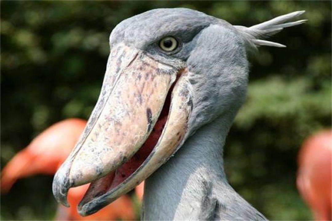 世界上头最大的鸟, 身高1米5, 大嘴能吃鳄鱼, 网友: 这鸟厉害!