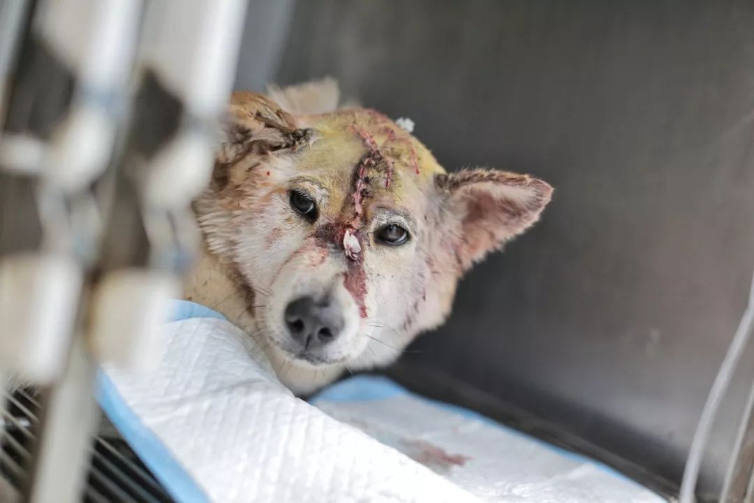 谁干的? 大连街头 小柴犬头中数刀血肉模糊露出白骨.