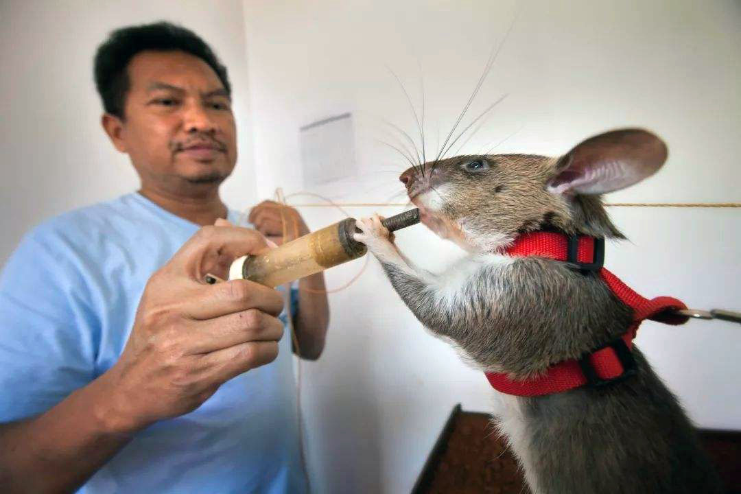 讲道理智力还是非常高的,并且因为体型巨大的缘故,大老鼠看上去还是蛮