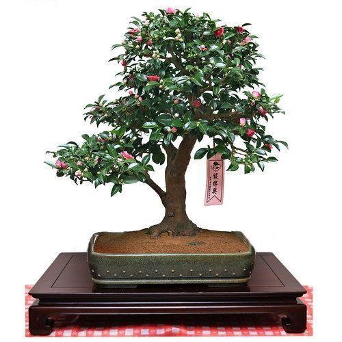 茶花|盆景|油茶_新浪新闻