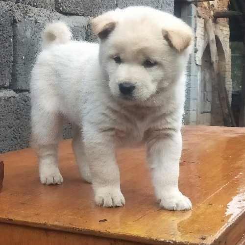 拯救中华田园犬：中华大地土狗多需提纯，祖辈传下来的土狗相狗法|土狗|中华大地|提纯_新浪新闻