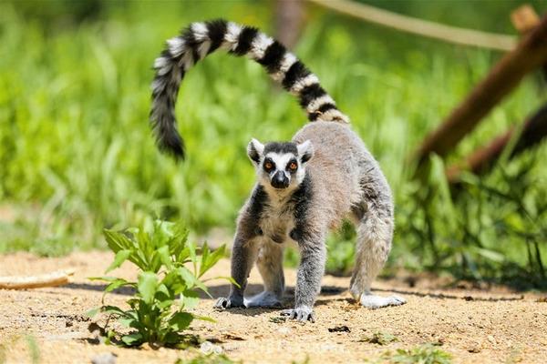 组图:动物世界最奇妙的动物尾巴,没想到尾巴还有这些用处!