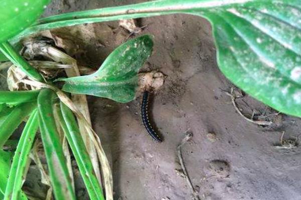 村子被虫子包围其实是地里最常见的山蛩虫