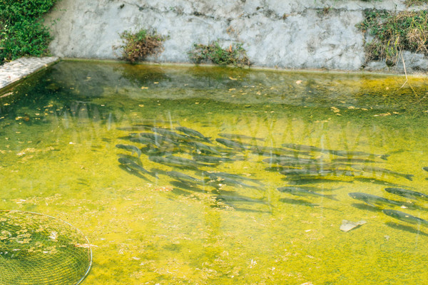 原来石潭除了有白湾青豆腐竹,还有水西黑豆腐竹,青山绿水里游着会旋转