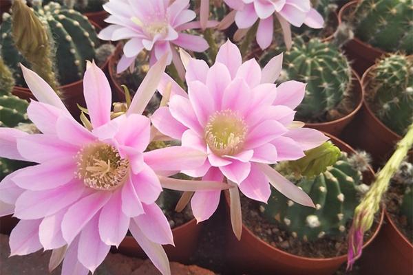 哪几种多肉开花漂亮,推荐8种开花漂亮的多肉植物