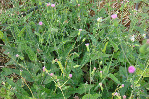 一点红还是一味珍贵的草药,它性平,味苦;具有清热解毒,活血散瘀等功效