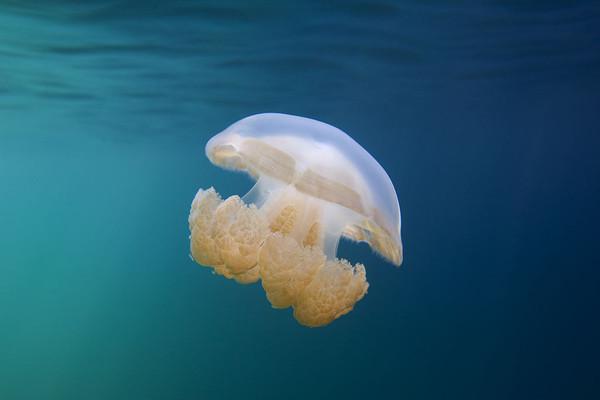 萌萌哒 帕劳水母君!,你不知道的事