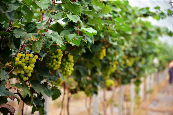 北国雪花飘舞,南国硕果累累,佛山罗南生态园水果满园